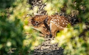 Reh in den Sundarbans Bangladesch