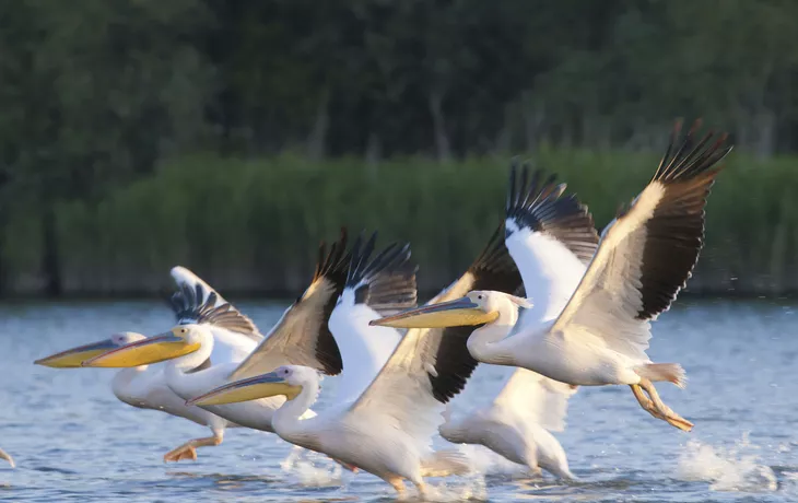 © shutterstock_98077766 - Pelikane im Donaudelta