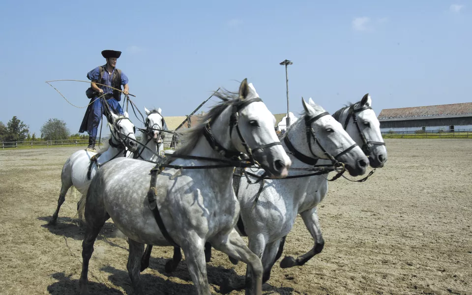 Reitvorführung, Puszta - © Tim Lilling www.timlilling.de