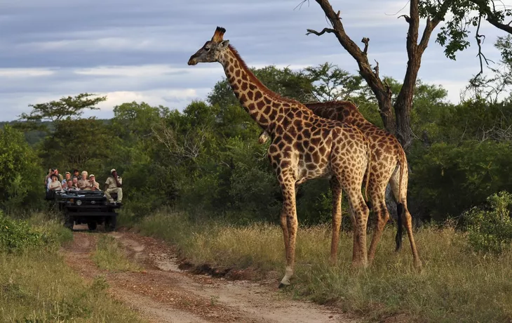 Auf Safari - © ©Volker Haak - stock.adobe.com