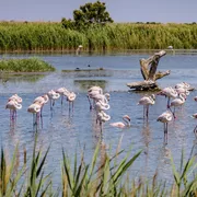 Flamingos, Camargue