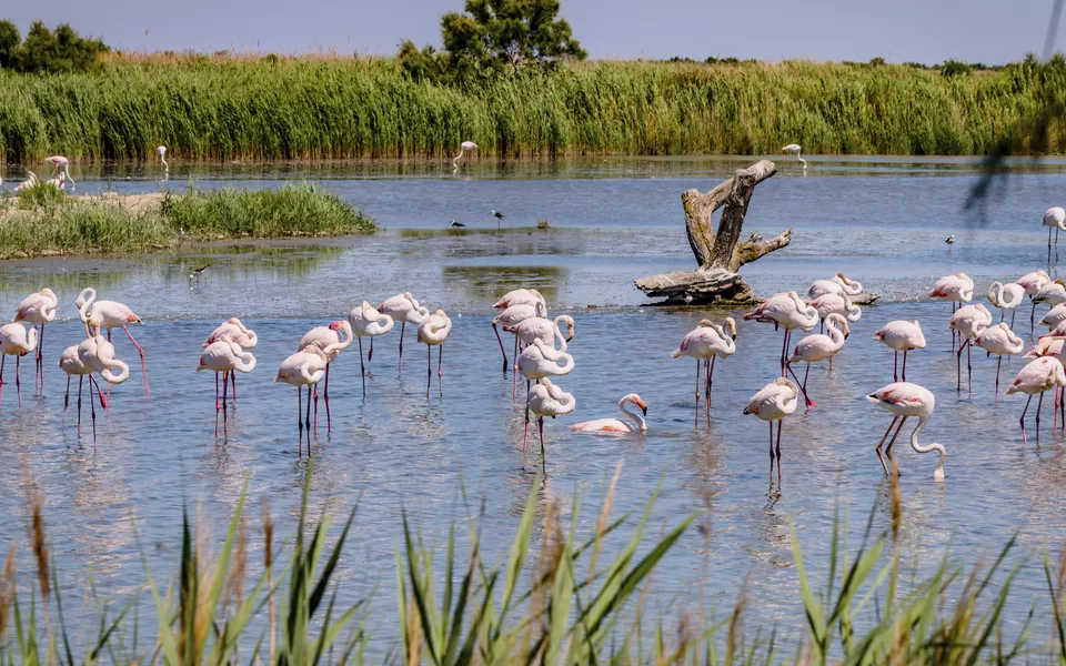 Flamingos, Camargue - © Gerald Villena - stock.adobe.com