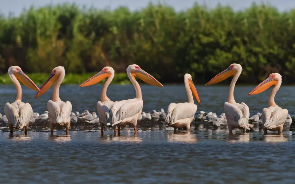 Pelikane im Donaudelta