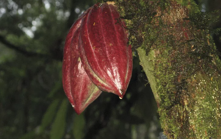 Rundreise PURA VIDA durch Costa Rica