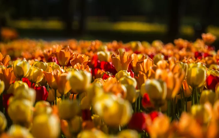 © Matic ?tojs Lomov?ek - stock.adobe.com - Tulpenfeld im Arboretum Vol?ji Potok