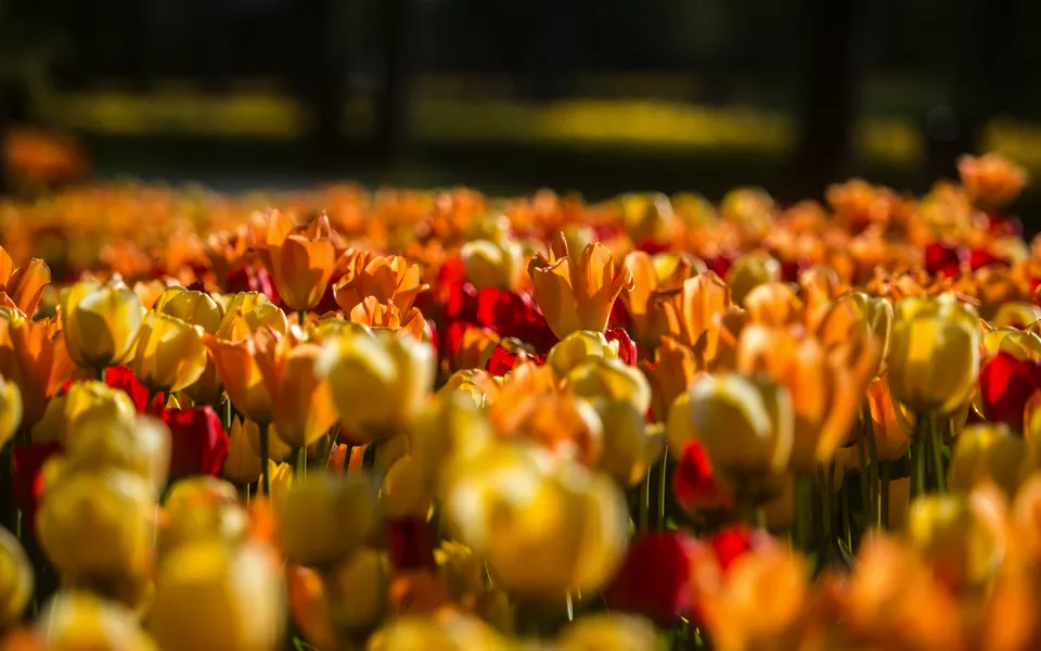 Tulpenfeld im Arboretum Vol?ji Potok