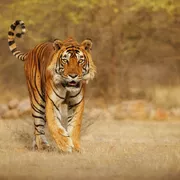 Bengal-Tiger