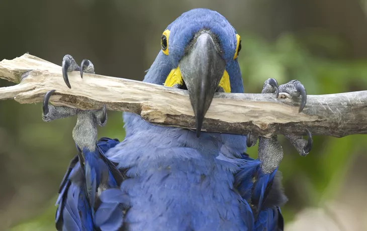 © ©hotshotsworldwide - stock.adobe.com - Ara im Pantanal, Brasilien