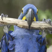 Ara im Pantanal, Brasilien