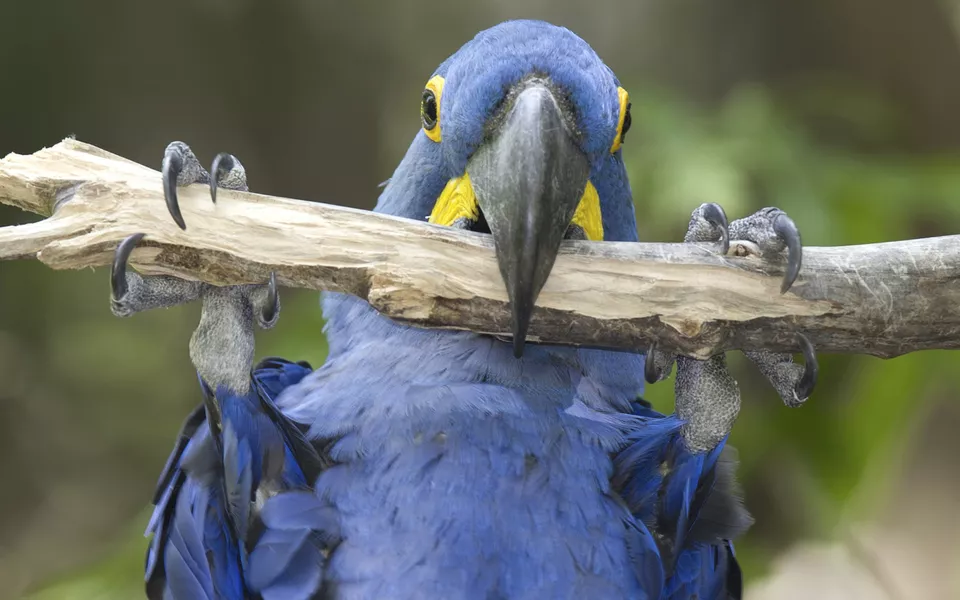 Ara im Pantanal, Brasilien