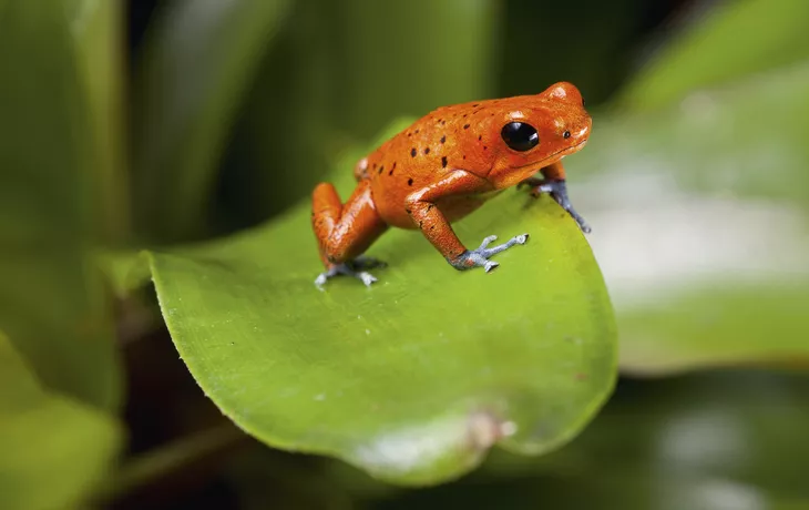 Baumsteigerfrosch - © kikkerdirk - Fotolia