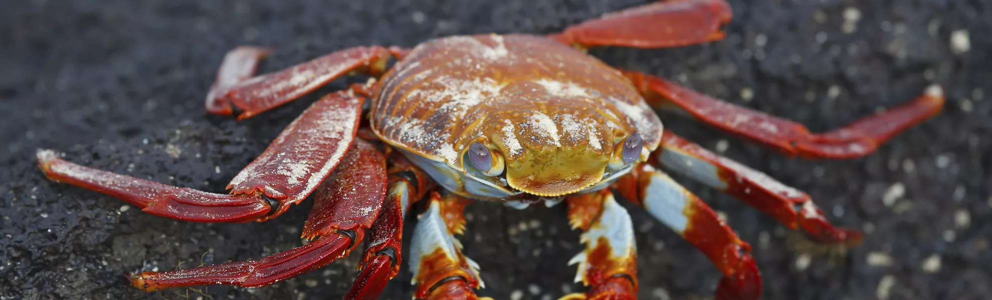 Sall lightfoot crab on the rocks - © natureimmortal - Fotolia