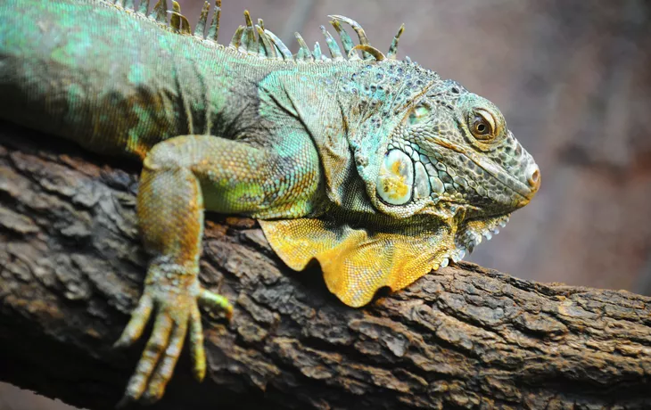 © Iarygin Andrii - Fotolia - Iguana, Galapagos