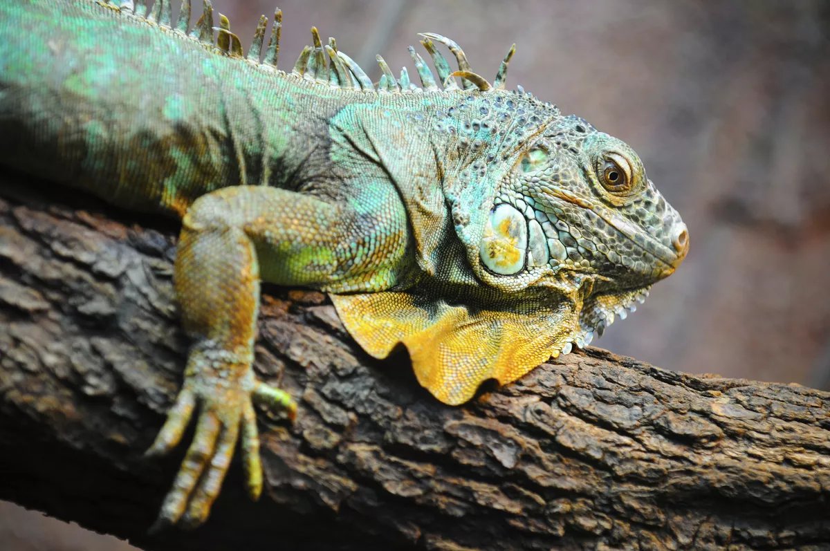 Iguana, Galapagos - © Iarygin Andrii - Fotolia