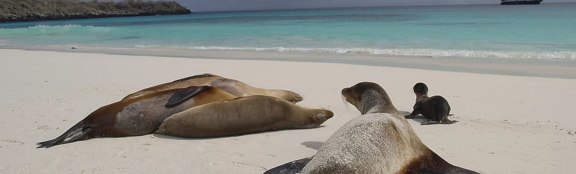 Seelöwen, Galapagos - © Marcel Hurni - Fotolia