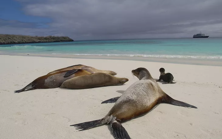 © Marcel Hurni - Fotolia - Seelöwen, Galapagos