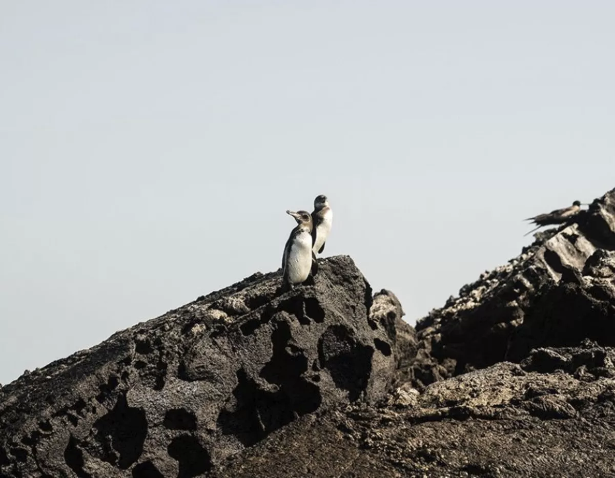 Galapagos