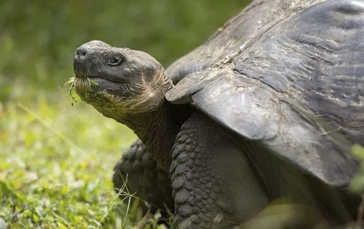 Galapagos