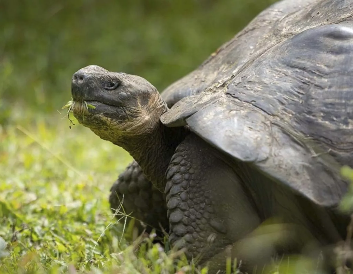 Galapagos