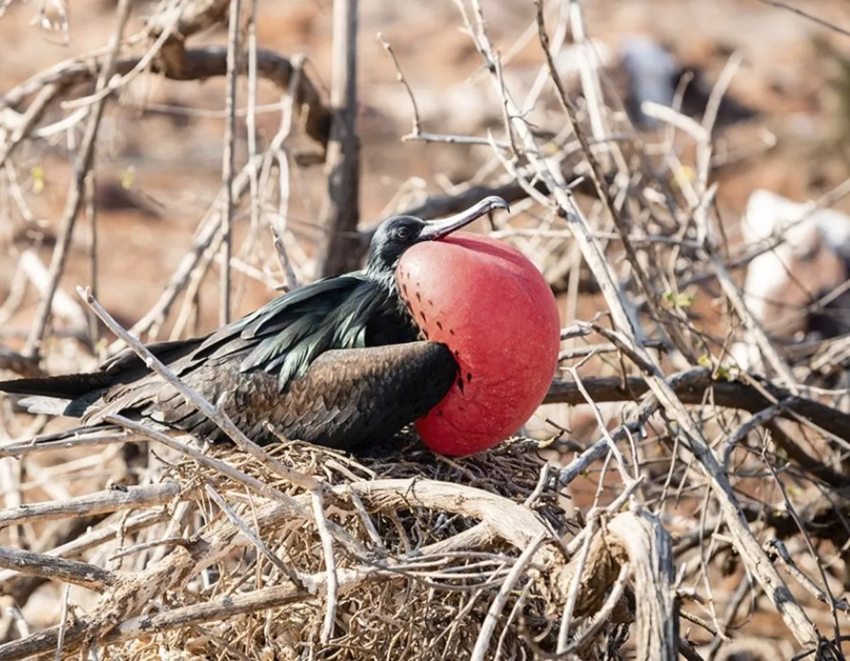 Galapagos