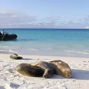 Galapagos