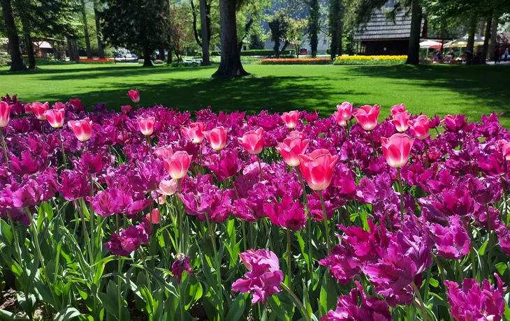 © olenadesign - stock.adobe.com - Mozirski gaj, Park der Blumen, in Slowenien