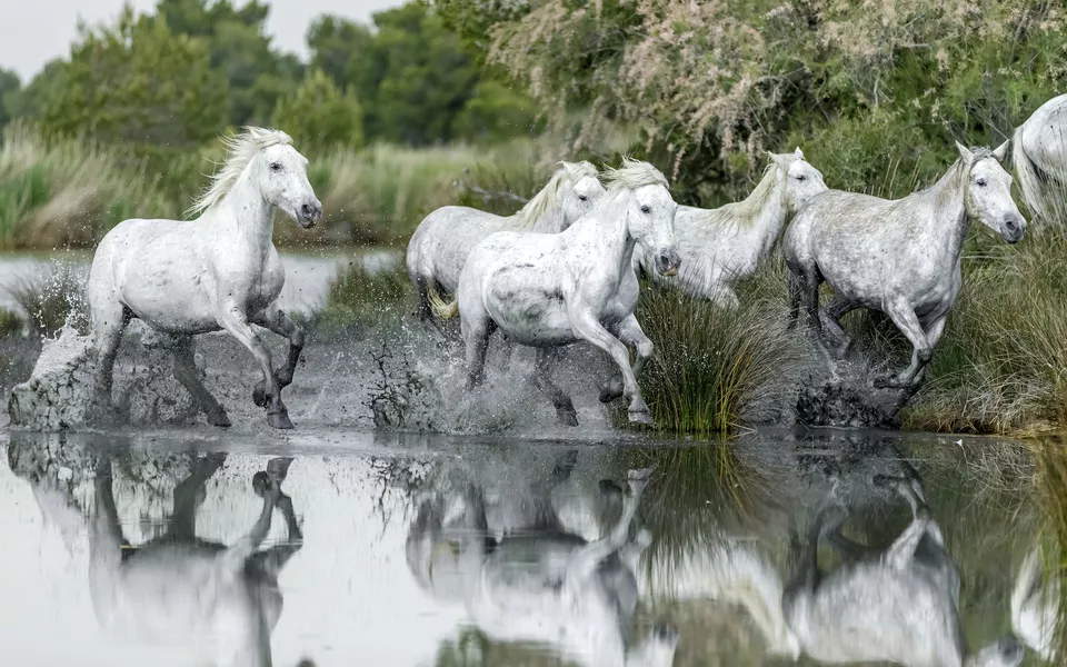 Camargue, Wildpferde