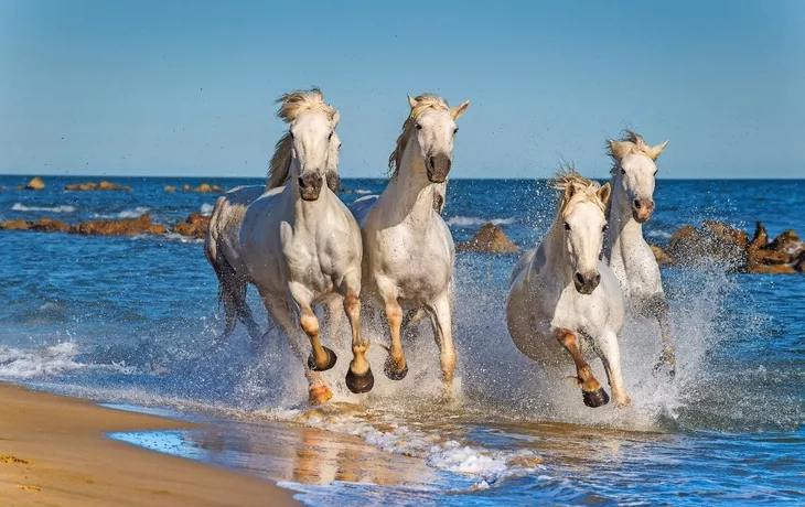 © Uryadnikov Sergey - Fotolia - Camargue-Pferde in der Provence, Frankreich 