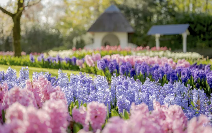 ©  - Keukenhof