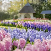 Keukenhof