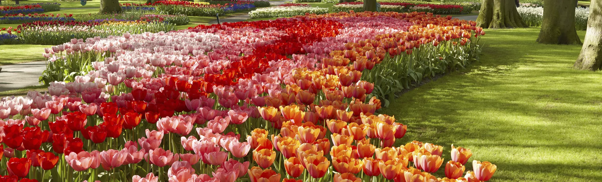 Keukenhof - © shutterstock_144198607