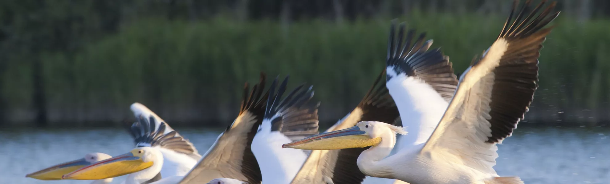 Pelikane im Donaudelta - © shutterstock_98077766