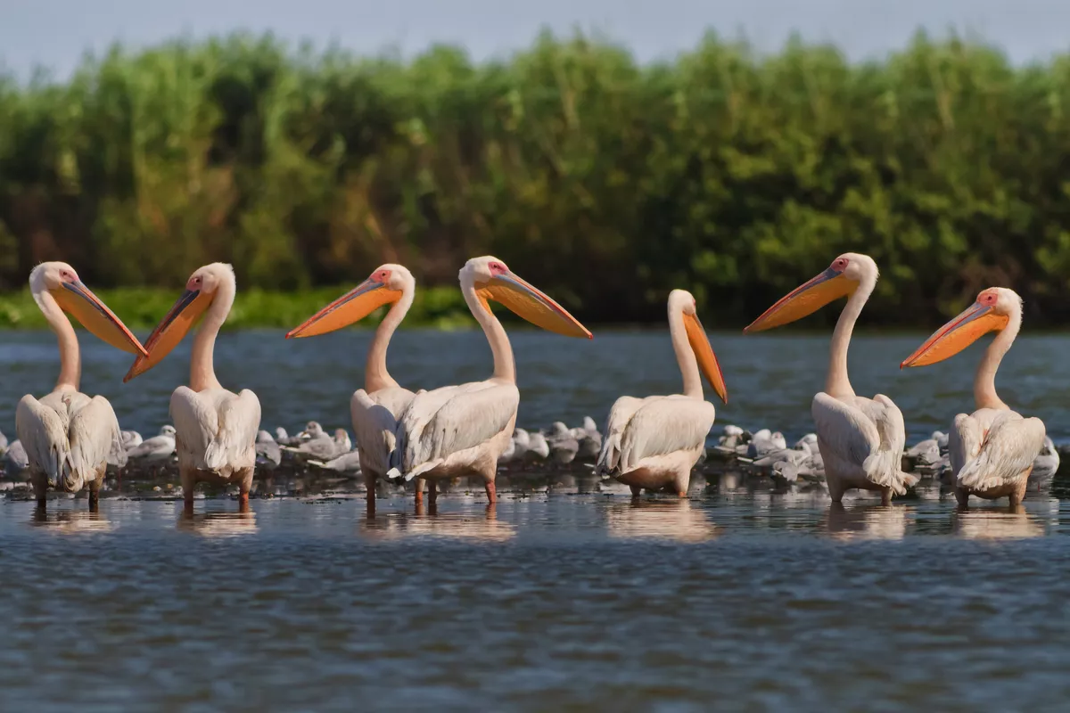 Pelikane im Donaudelta - ©porojnicu - stock.adobe.com