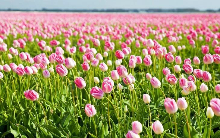 © catolla - Fotolia - Tulpenfeld