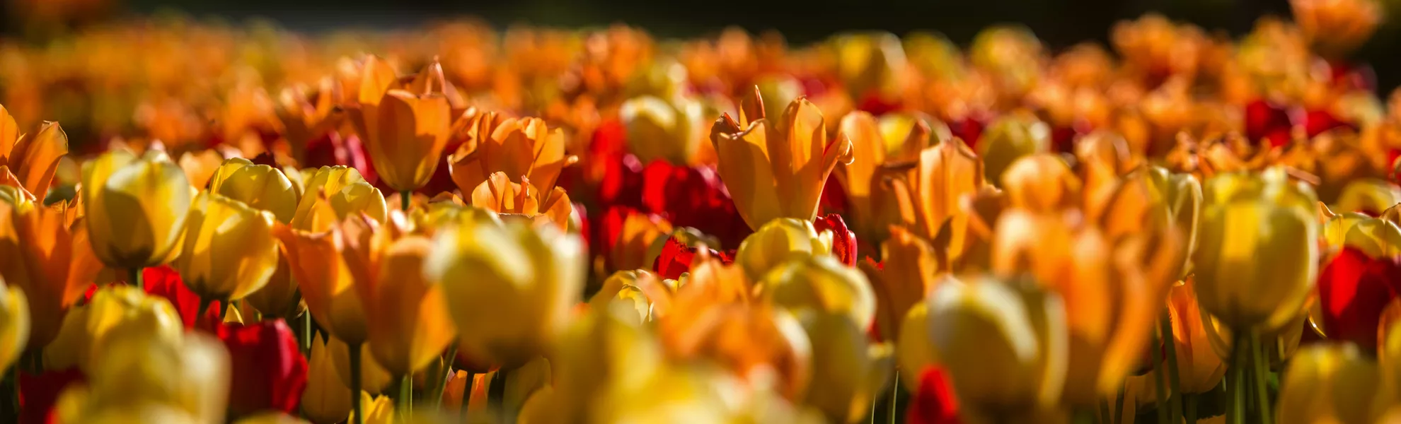 Tulpenfeld im Arboretum Vol?ji Potok - © Matic ?tojs Lomov?ek - stock.adobe.com