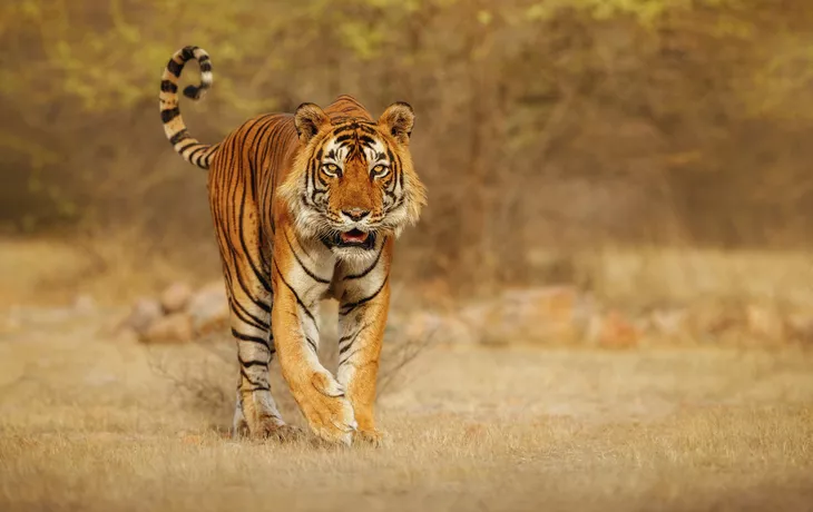 © photocech - stock.adobe.com - Bengal-Tiger