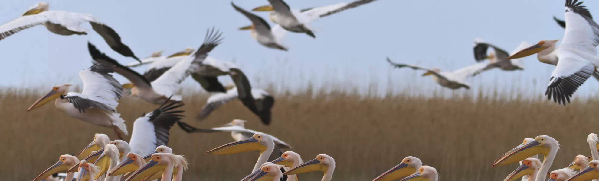 Pelikane im Donaudelta - © Getty Images/iStockphoto