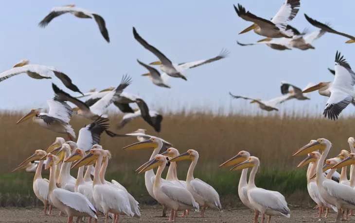 © Getty Images/iStockphoto - Pelikane im Donaudelta