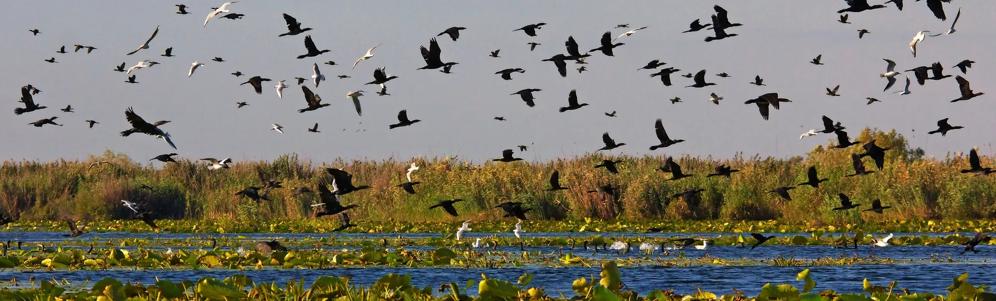 Vogelparadies Donaudelta - © I.Ivan - stock.adobe.com