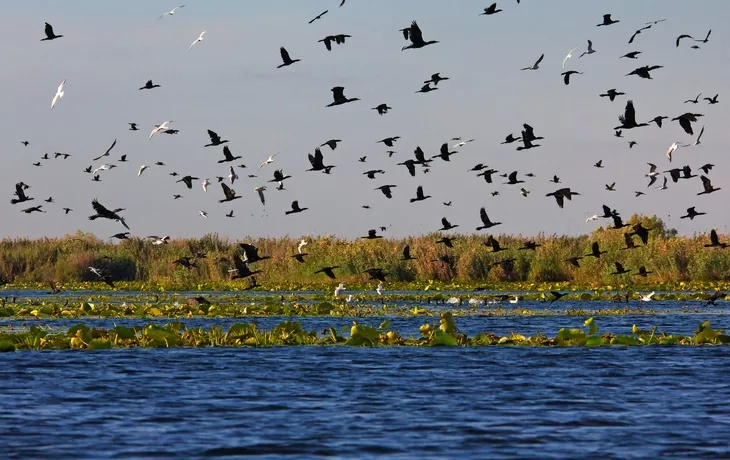 © I.Ivan - stock.adobe.com - Vogelparadies Donaudelta