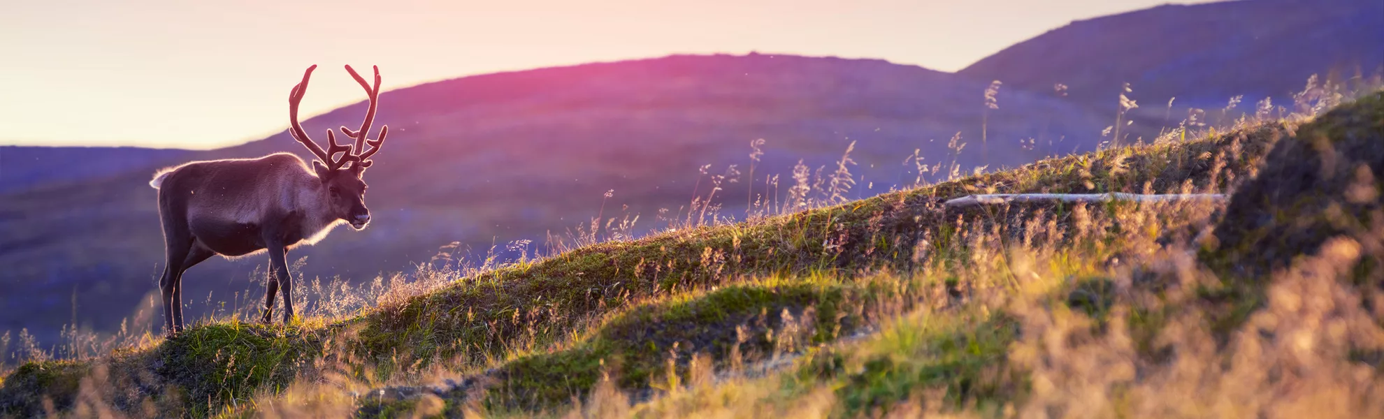 Rentiere grasen bei Sonnenuntergang auf einem Hügel in Lappland - © vvvita - stock.adobe.com