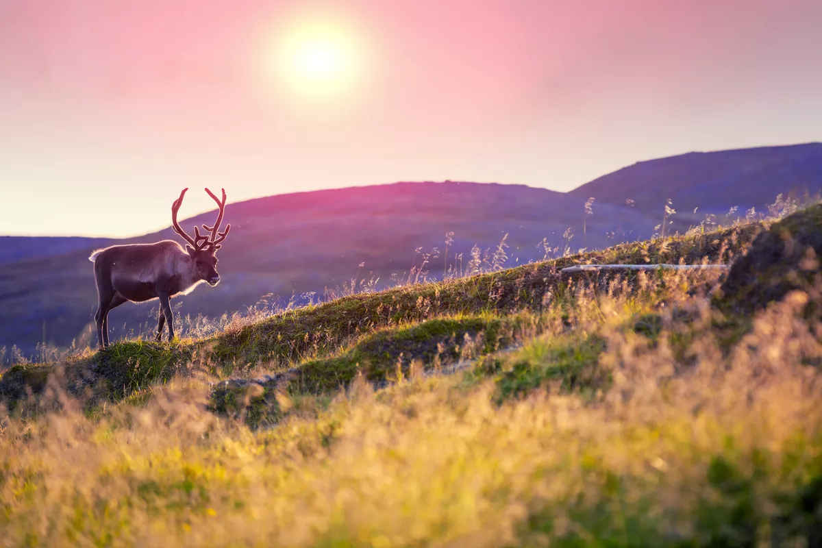 Rentiere grasen bei Sonnenuntergang auf einem Hügel in Lappland - © vvvita - stock.adobe.com