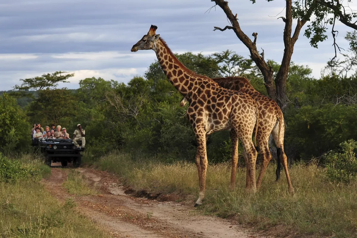 Auf Safari - © ©Volker Haak - stock.adobe.com