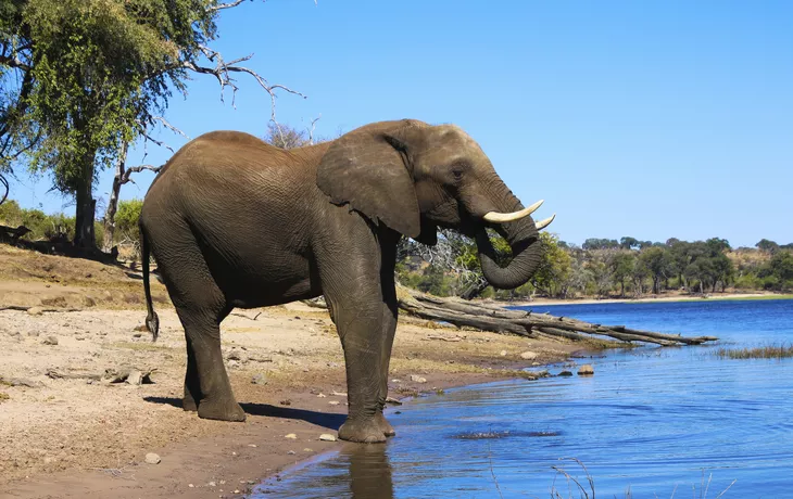 Elefant im Chobe-Nationalpark - © ©taro02 - stock.adobe.com