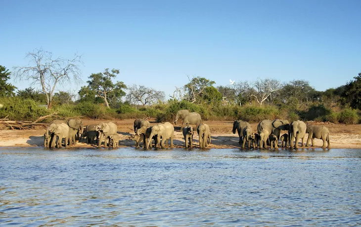 © 2630ben - Fotolia - Elephant herd