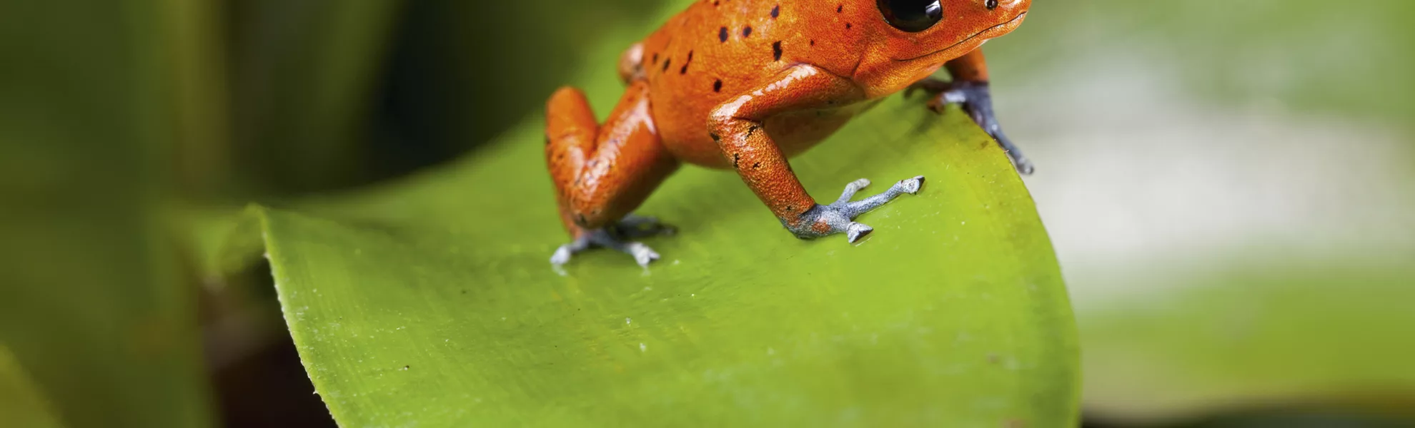 Baumsteigerfrosch - © kikkerdirk - Fotolia