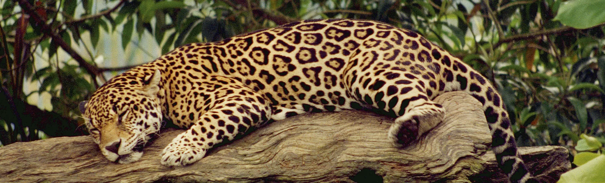 Jaguar - © Philippe SURMELY - Fotolia
