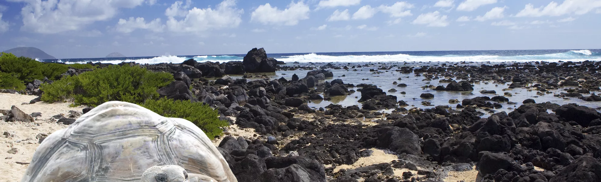 Riesenschildkröte, Galapagos - © Copyright:www.kkulikov.com