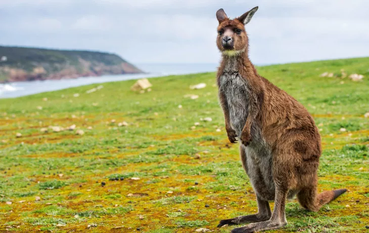 © Andrea Izzotti - Fotolia - Känguru