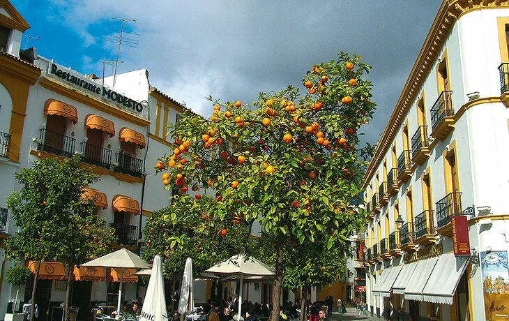 Altstadt von Sevilla mit Orangenbäumen